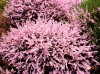 Heather in  Winter Garden